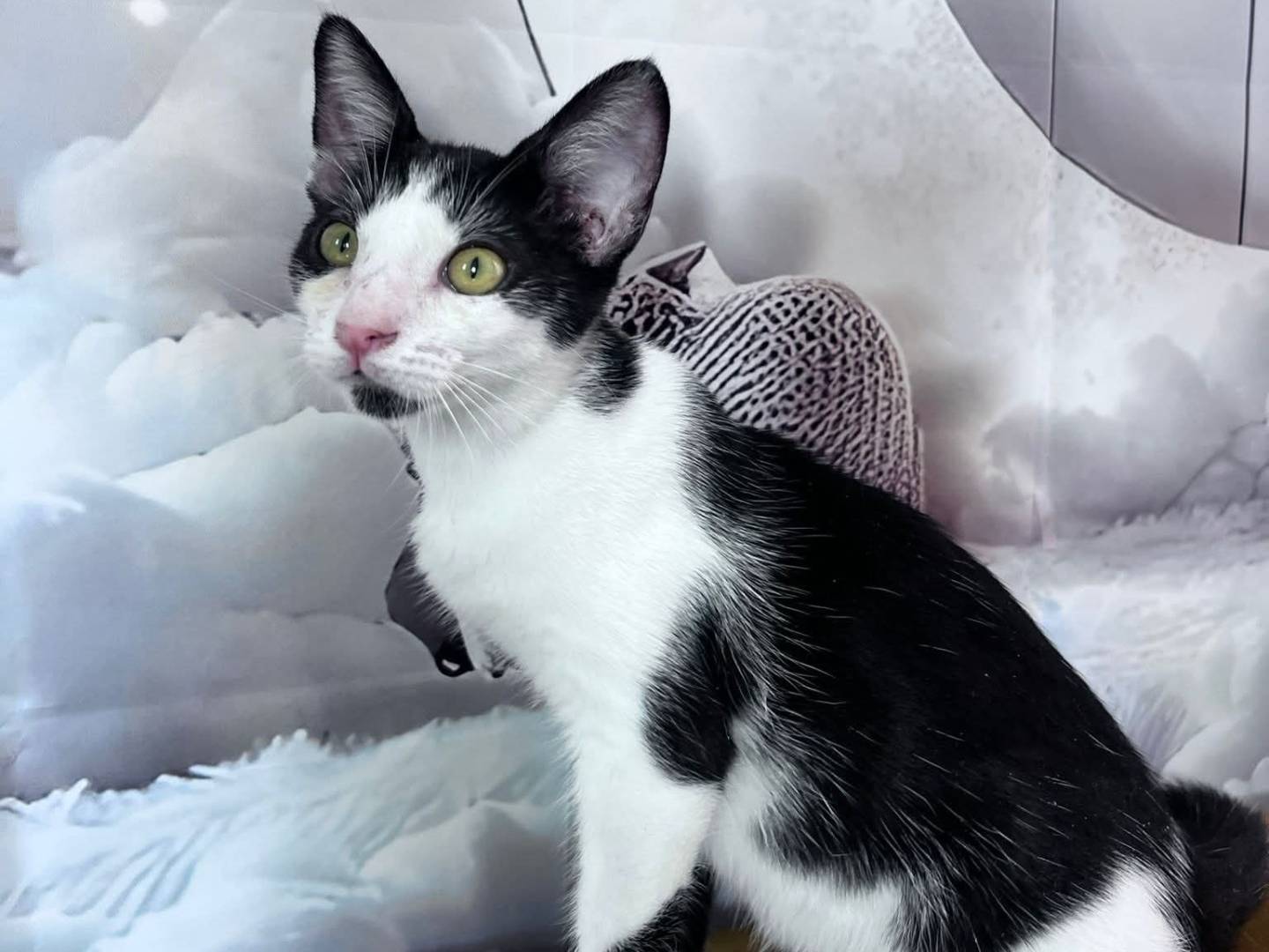 Vuoi adottare un gatto a Bari?