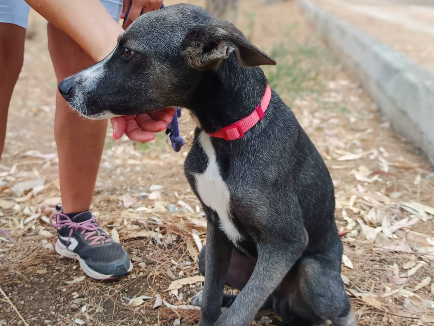Adotta il cane Remy a Parma