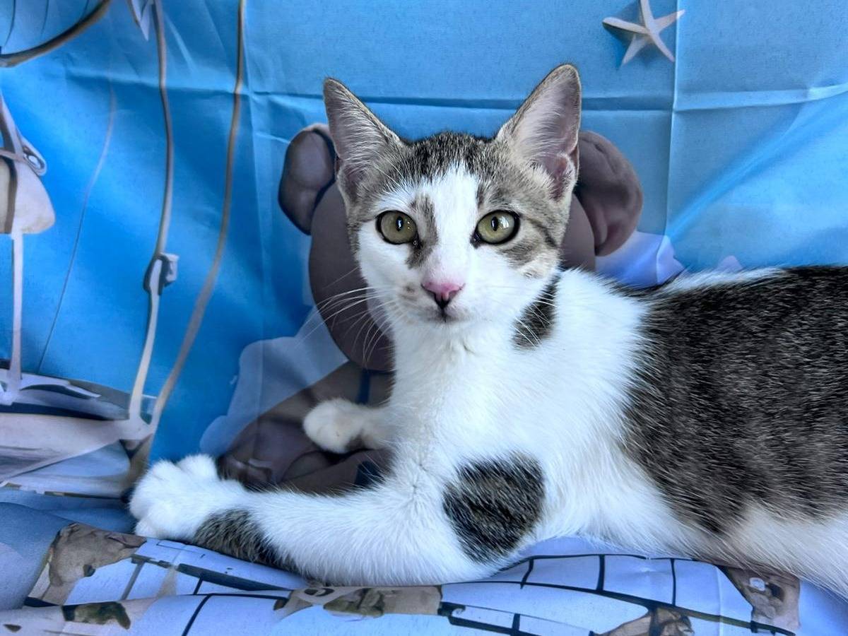 Adozione gatto, femmina, Razza sconosciuta Razza sconosciuta, 4 mesi, taglia non valida, Bari