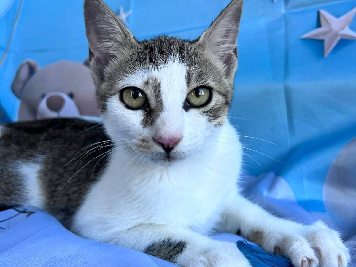 Adotta un gatto, femmina, 4 mesi, Bari
