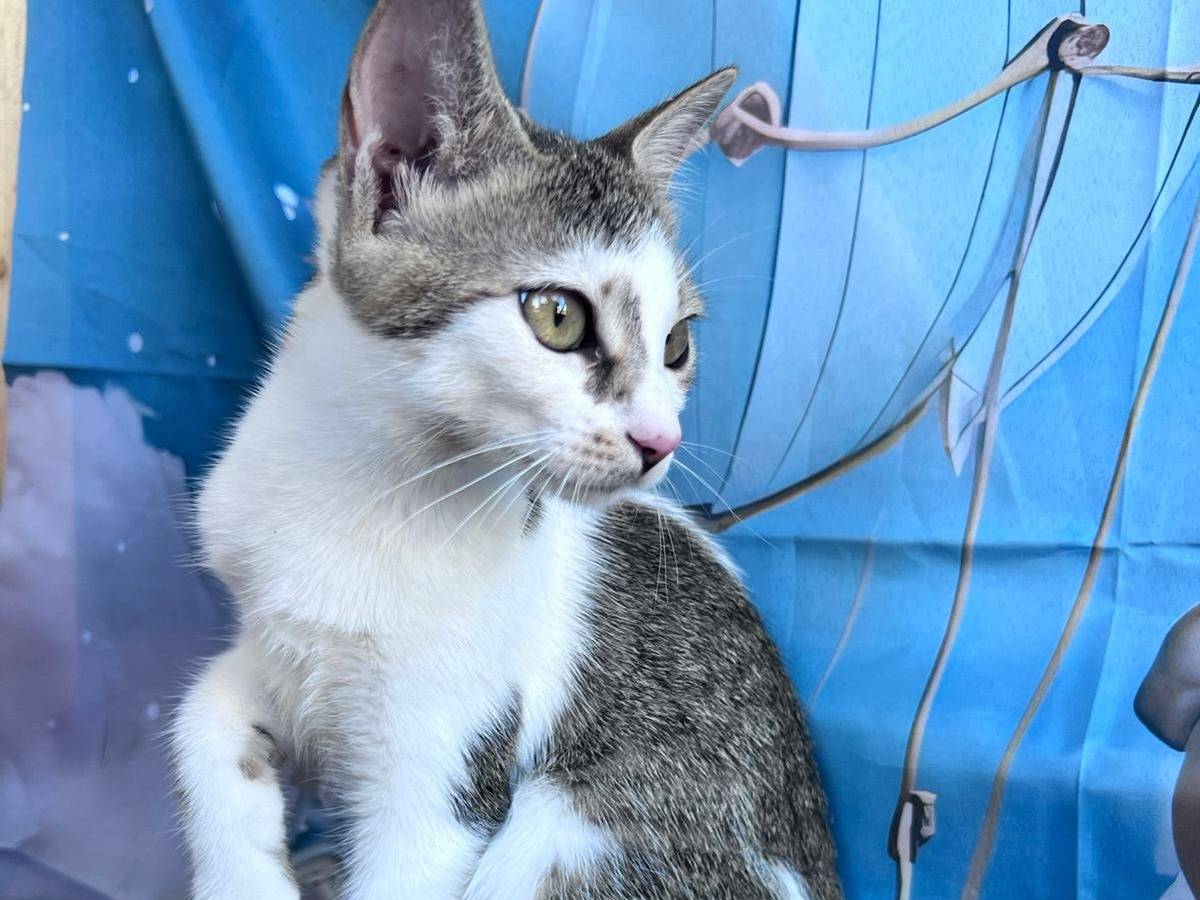 Adotta un gatto, taglia non valida, femmina, Bari