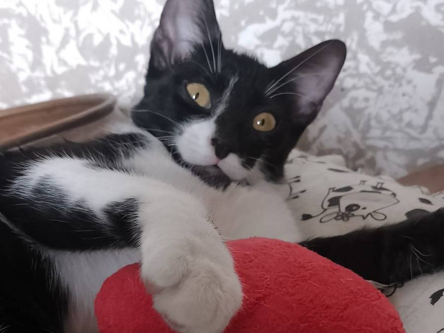Vuoi adottare un gatto a Bari?