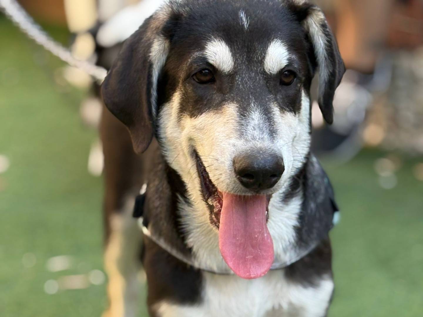 Adotta un cane, maschio, 4 mesi, Siracusa