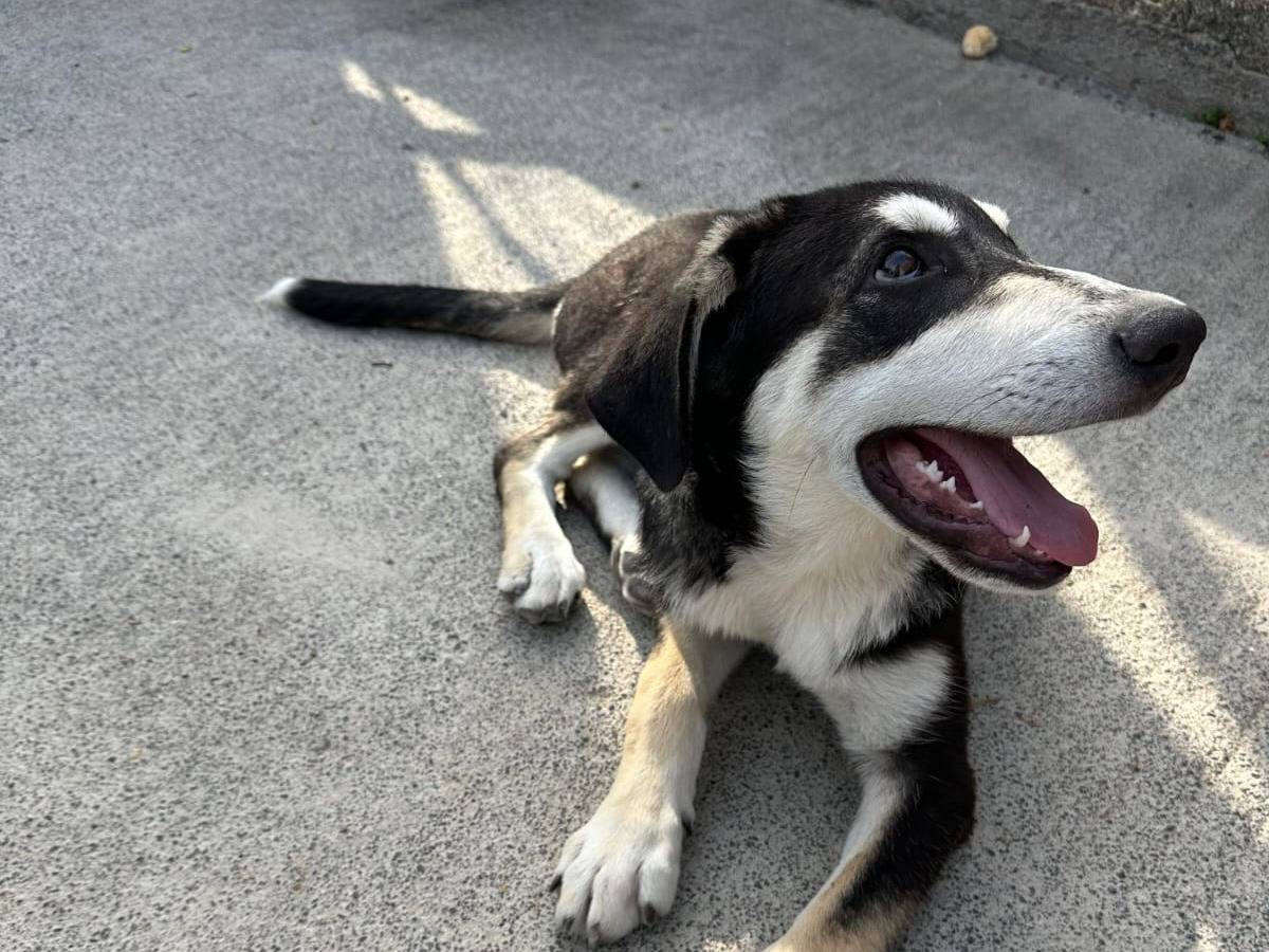 Adotta un cane, taglia media, maschio, Siracusa