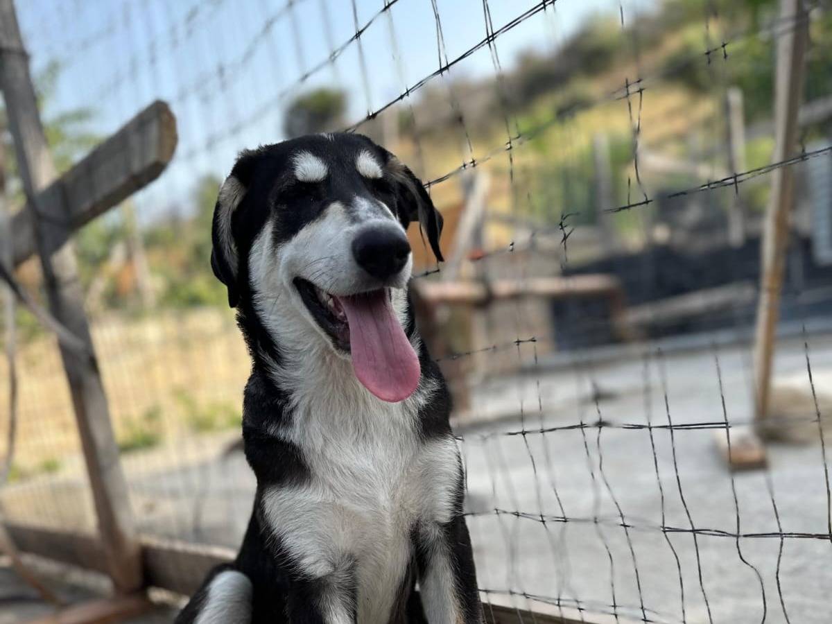Vuoi adottare un cane a Siracusa?