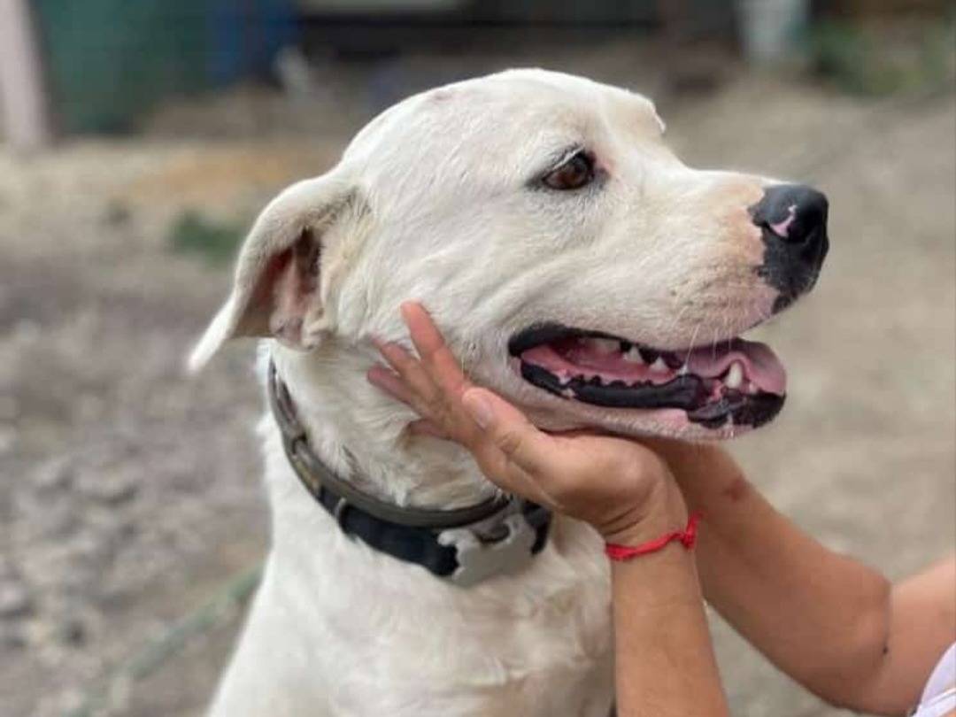 Adozione cane, maschio, Razza sconosciuta Razza sconosciuta, 3 anni e 3 mesi, taglia media, Palermo