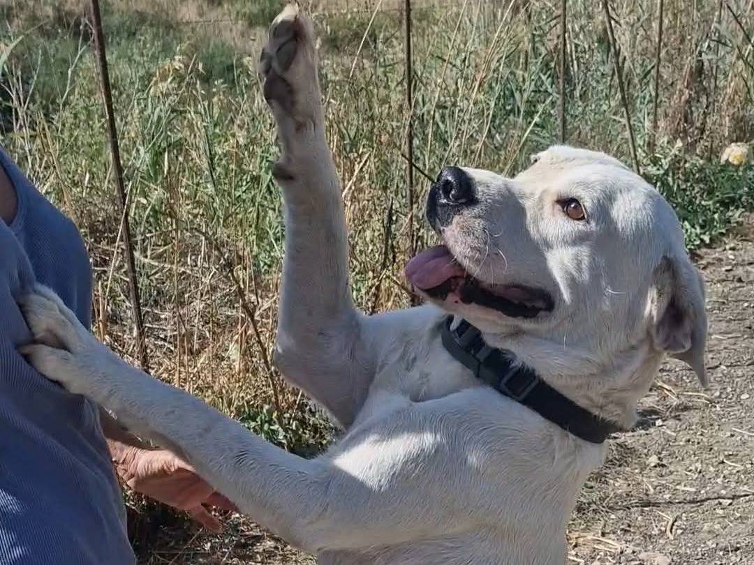 Adotta un cane, maschio, 3 anni e 3 mesi, Palermo