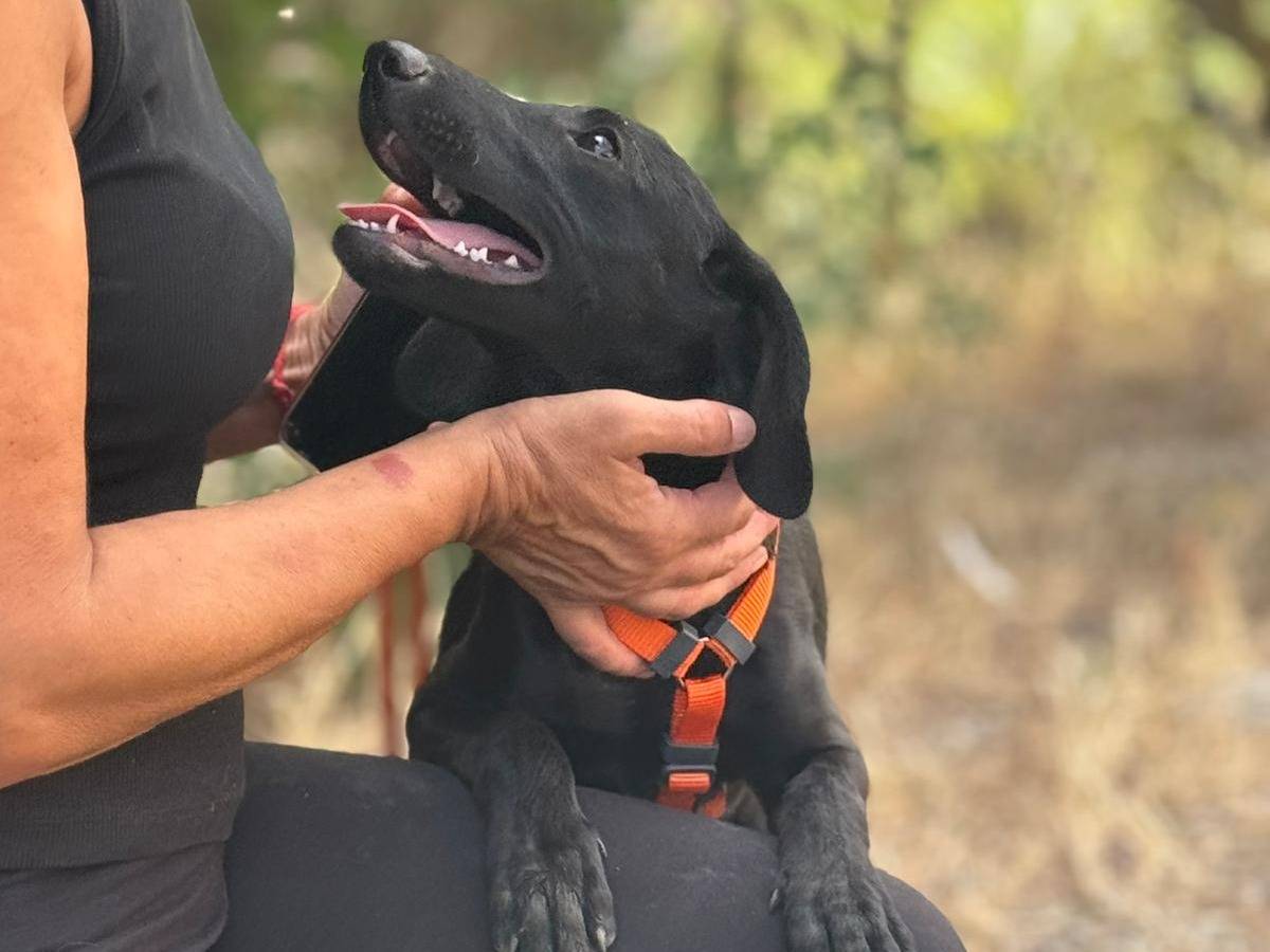 Adozione cane, femmina, Razza sconosciuta Razza sconosciuta, 2 mesi, taglia media, Palermo