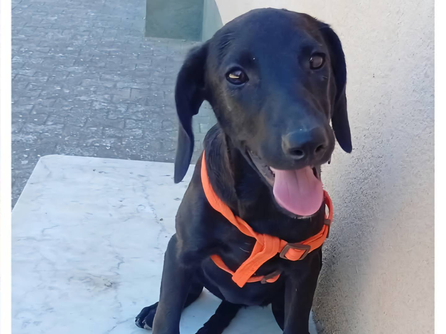 Adotta un cane, femmina, 2 mesi, Palermo