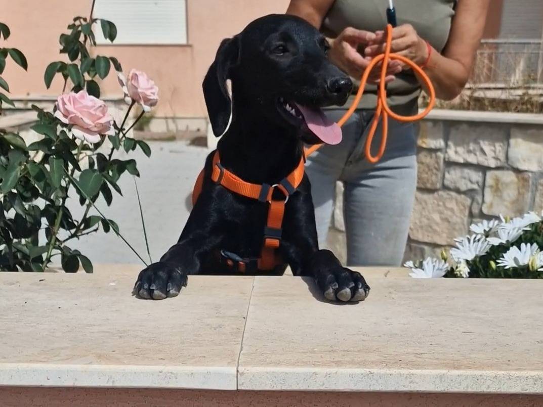 Adotta un cane, taglia media, femmina, Palermo
