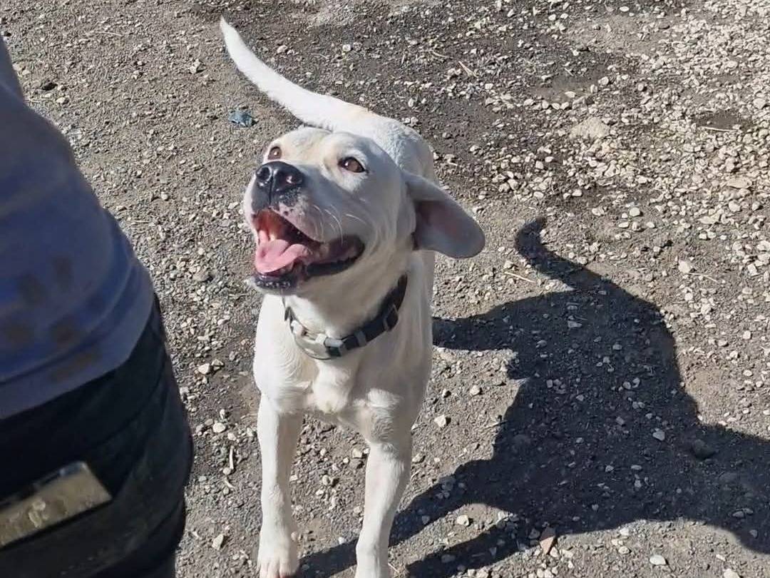 Adotta un cane, taglia media, maschio, Palermo