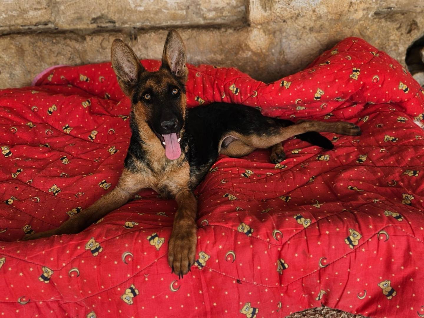 Adozione cane, maschio, Pastore tedesco Razza sconosciuta, 5 mesi, taglia media, Bari