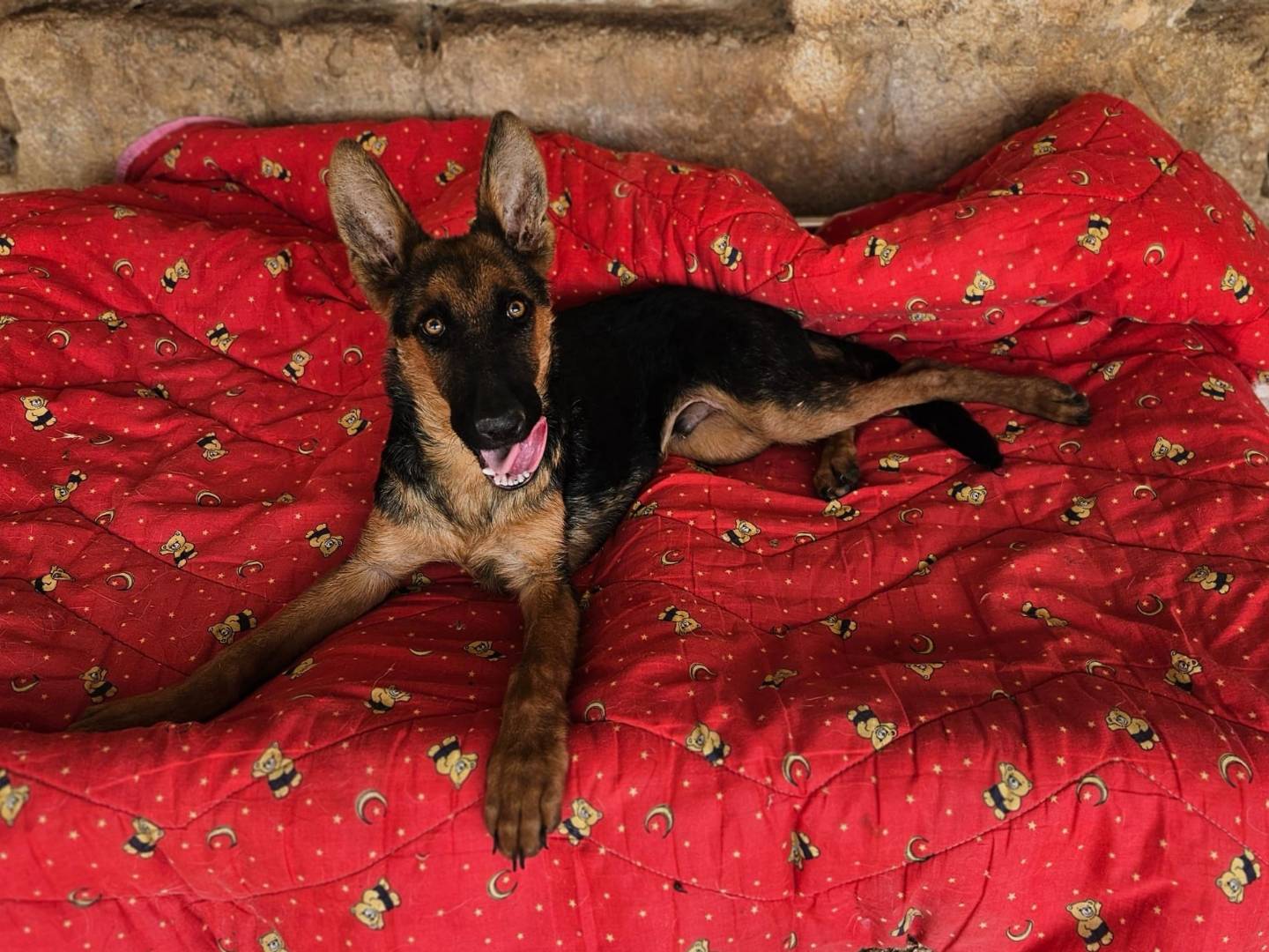 Adotta un cane, taglia media, maschio, Bari
