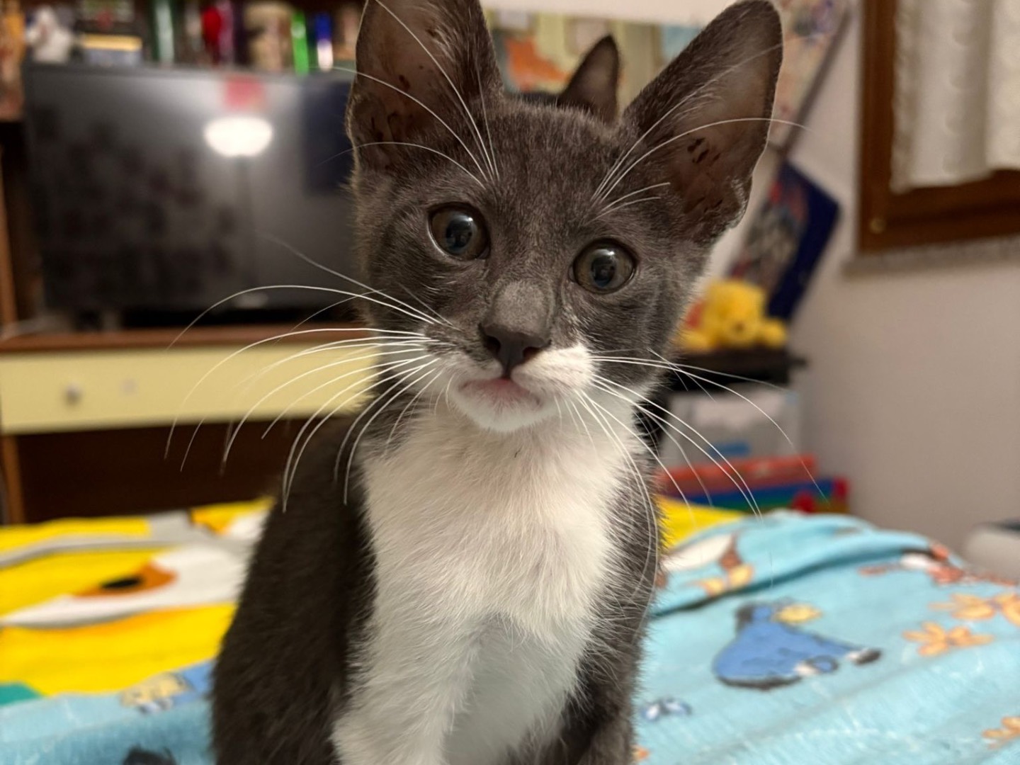 Adotta un gatto, maschio, 1 mesi, Catanzaro