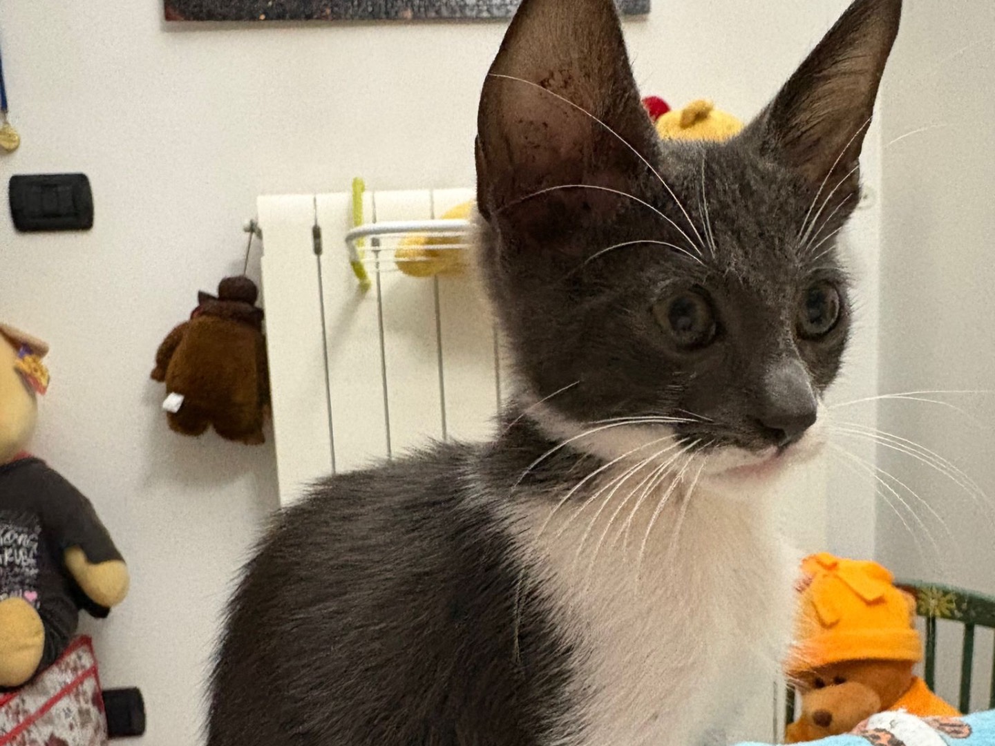 Adotta un gatto, taglia non valida, maschio, Catanzaro