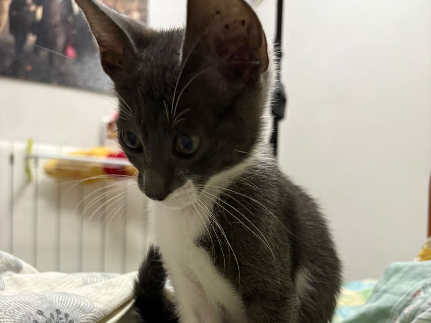 Vuoi adottare un gatto a Catanzaro?