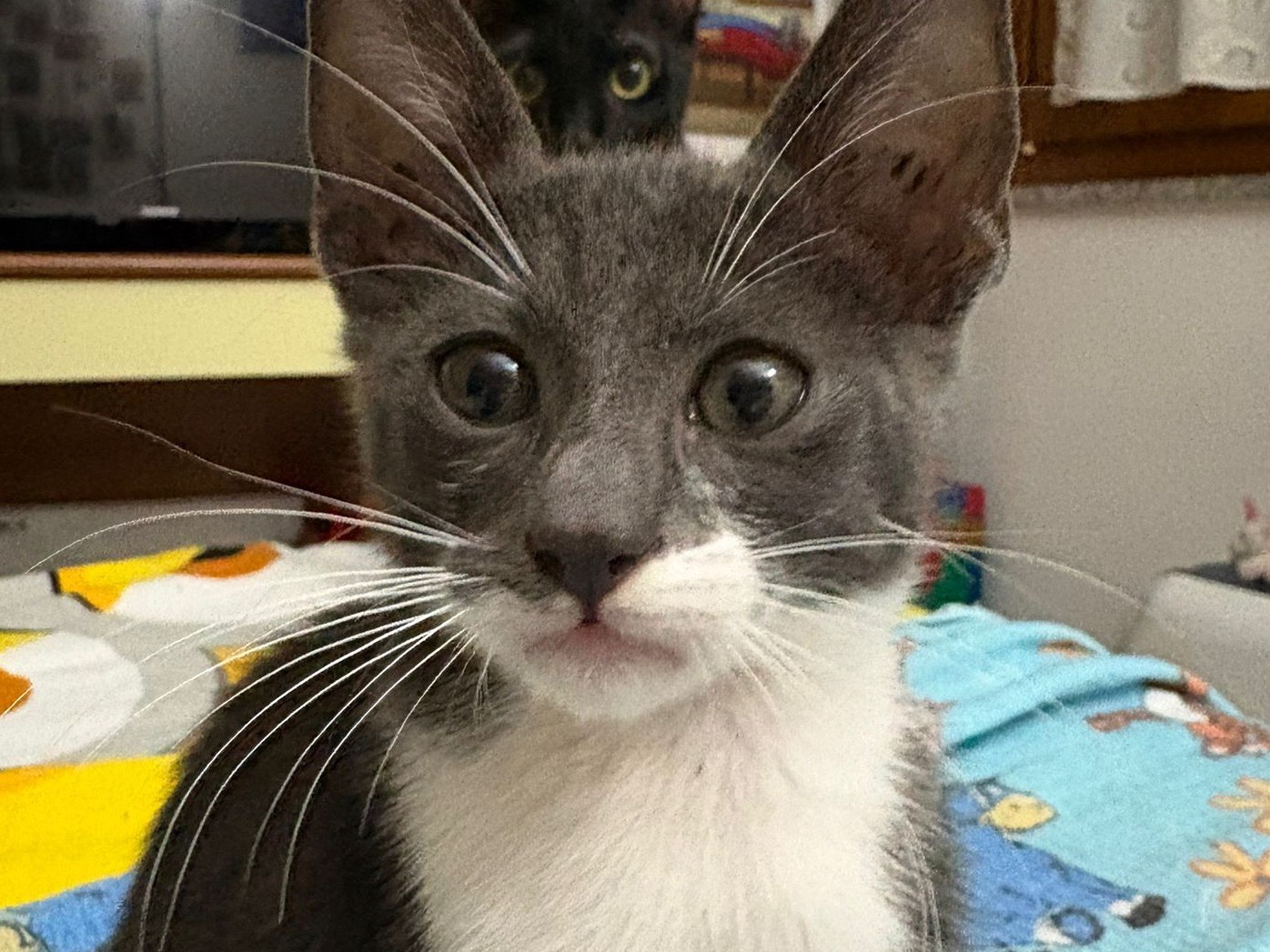 Adotta il gatto Luffy a Catanzaro