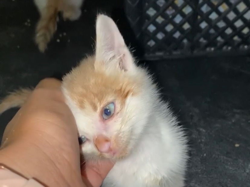 Adozione gatto, maschio, Razza sconosciuta Razza sconosciuta, 1 mesi, taglia non valida, Torino