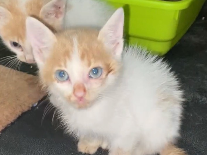 Adotta un gatto, maschio, 1 mesi, Torino