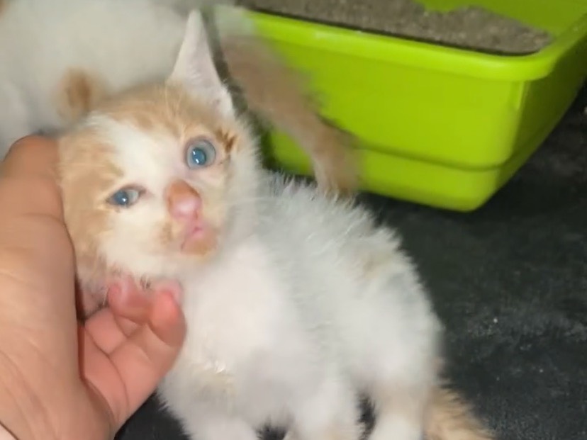 Adotta un gatto, taglia non valida, maschio, Torino
