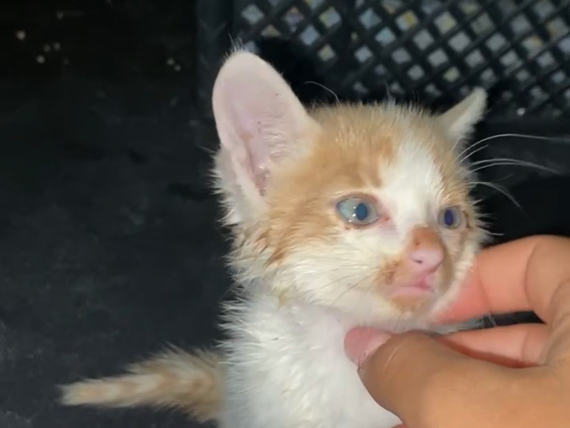 Vuoi adottare un gatto a Torino?
