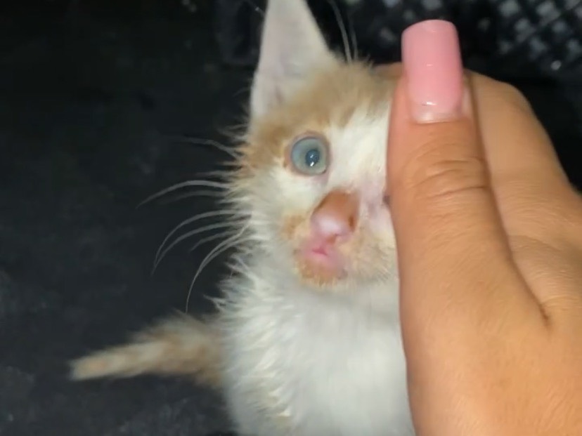 Adotta il gatto Traballino  a Torino