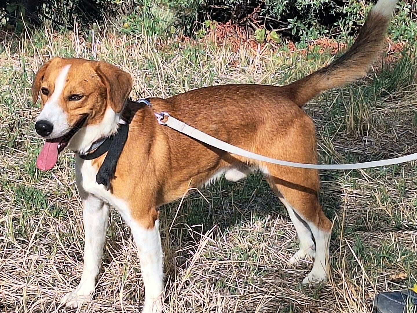 Vuoi adottare un cane a Teramo?