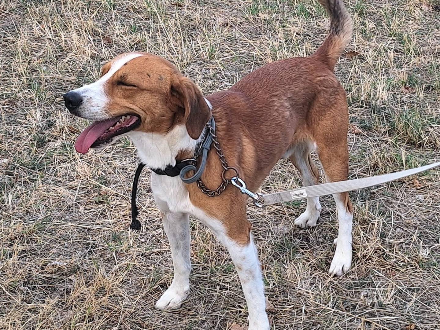 Adotta il cane Teo a Teramo
