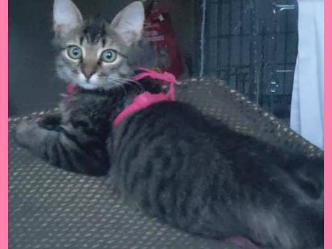 Adozione gatto, femmina, Razza sconosciuta Razza sconosciuta, 4 mesi, taglia non valida, Torino