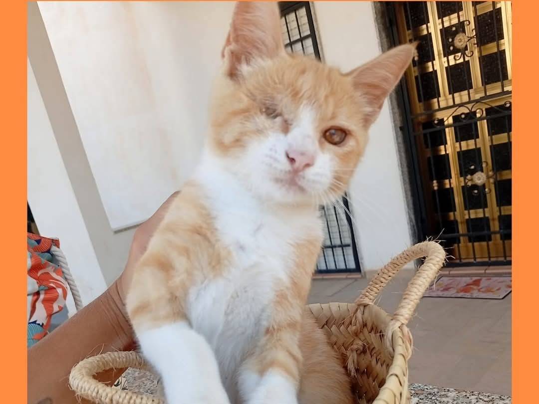 Adozione gatto, femmina, Razza sconosciuta Razza sconosciuta, 4 mesi, taglia non valida, Torino