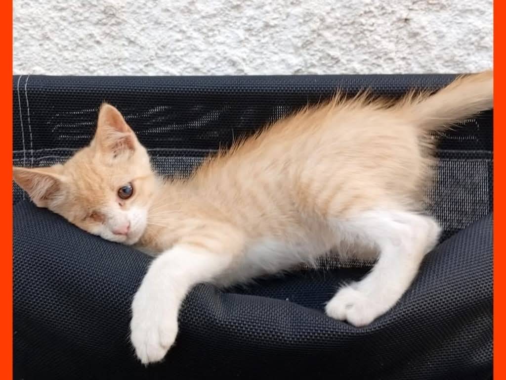 Adotta un gatto, femmina, 4 mesi, Torino