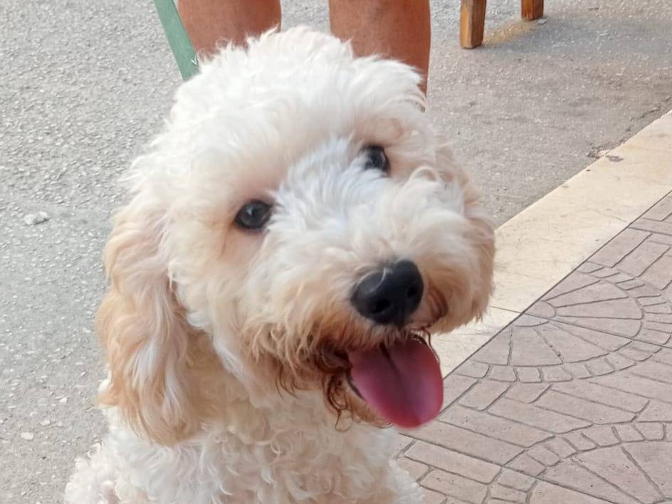 Adozione cane, maschio, Barbone Razza sconosciuta, 5 mesi, taglia piccola, Trapani