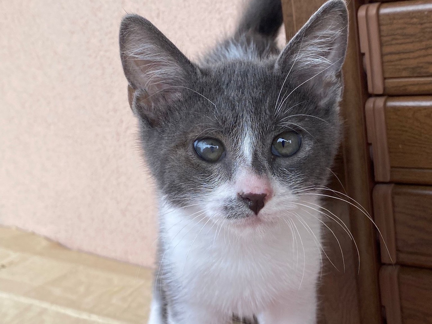 Adozione gatto, maschio, Razza sconosciuta Razza sconosciuta, 2 mesi, taglia non valida, Palermo