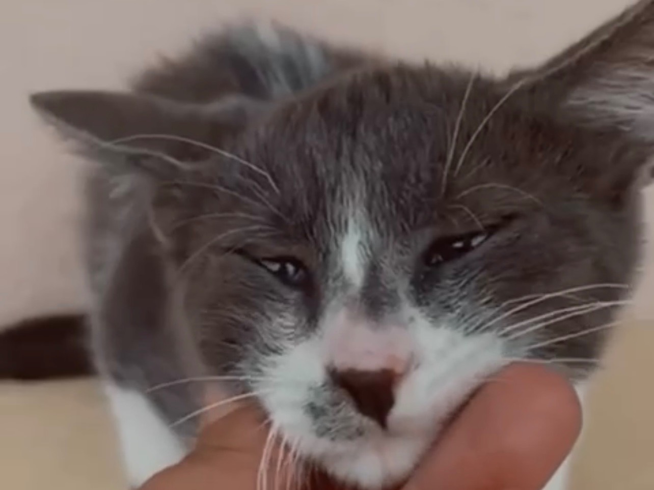 Adotta un gatto, maschio, 2 mesi, Palermo