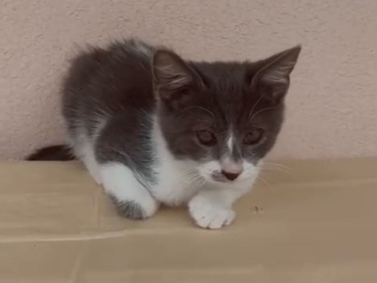 Adotta un gatto, taglia non valida, maschio, Palermo