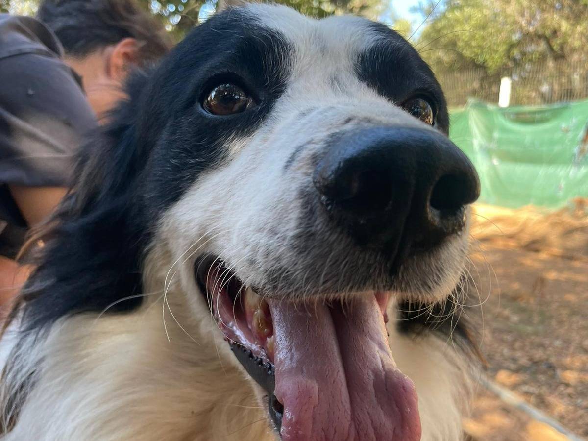 Adozione cane, maschio, Razza sconosciuta Razza sconosciuta, 5 anni e 4 mesi, taglia media, Brindisi