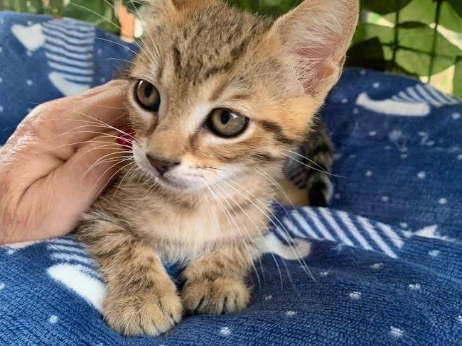 Vuoi adottare un gatto a Salerno?