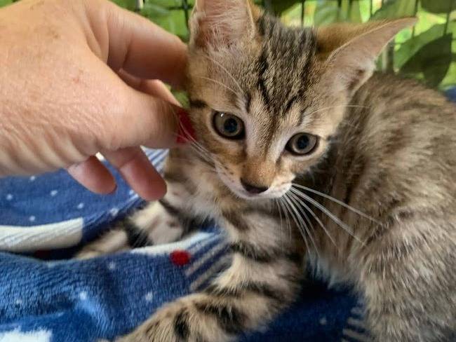 Adozione gatto, maschio, Razza sconosciuta Razza sconosciuta, 2 mesi, taglia non valida, Salerno