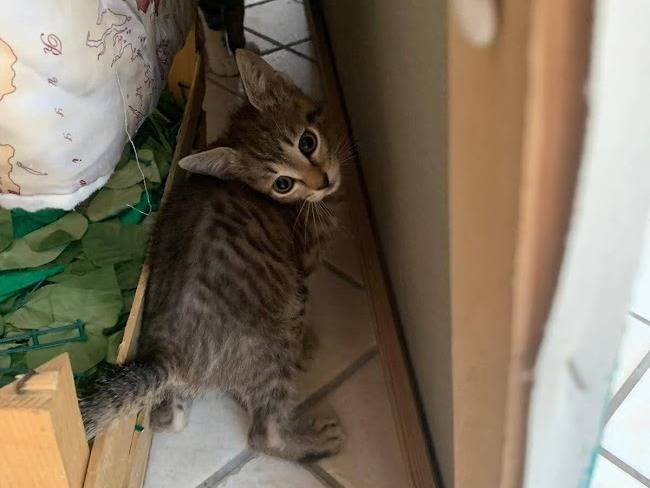 Adotta un gatto, maschio, 2 mesi, Salerno