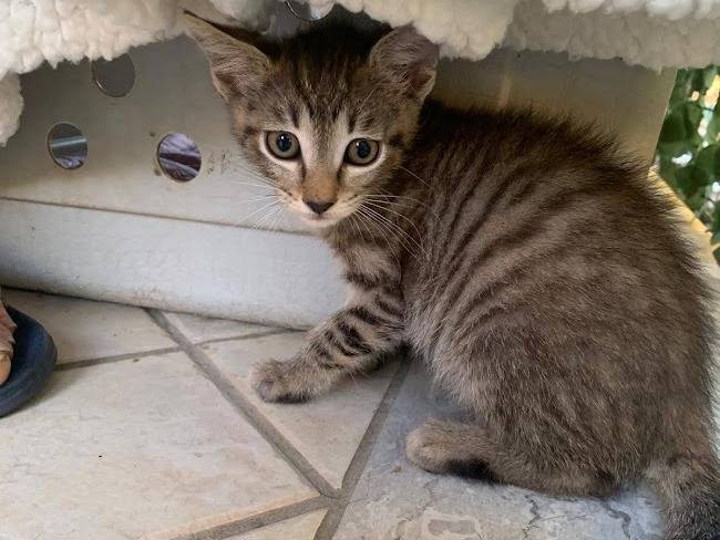 Adotta un gatto, taglia non valida, maschio, Salerno
