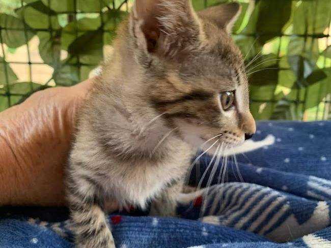 Vuoi adottare un gatto a Salerno?