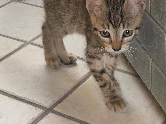 Vuoi adottare un gatto a Salerno?