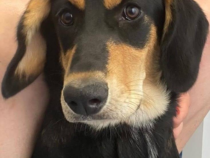 Adozione cane, femmina, Razza sconosciuta Razza sconosciuta, 4 mesi, taglia media, Latina