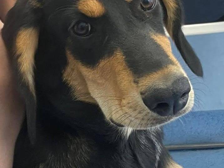 Adotta un cane, femmina, 4 mesi, Latina