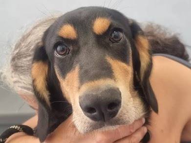 Vuoi adottare un cane a Latina?