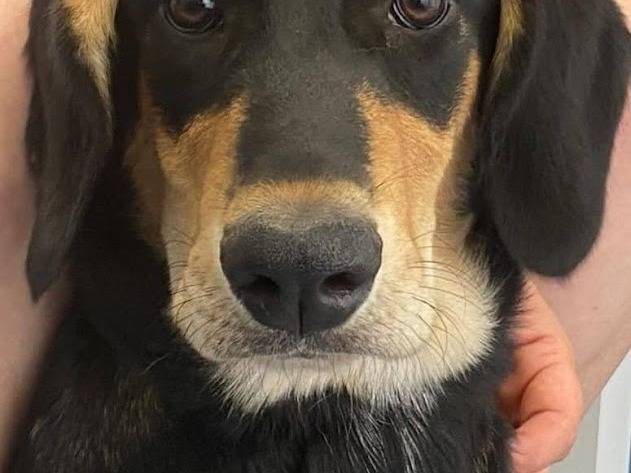 Adotta il cane TIARA a Latina