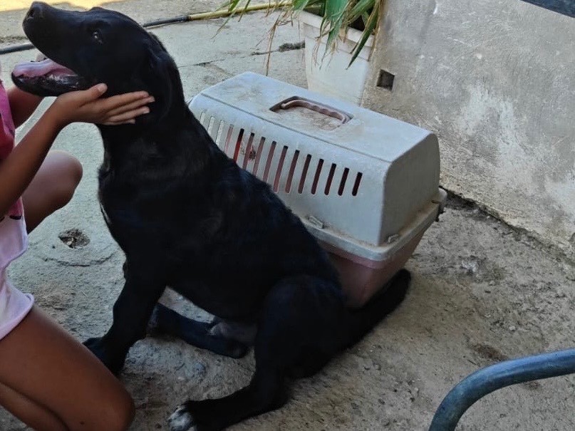 Adotta un cane, taglia grande, maschio, Cosenza