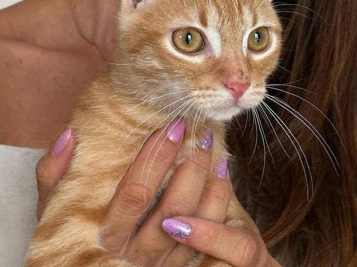 Adozione gatto, femmina, Razza sconosciuta Razza sconosciuta, 3 mesi, taglia non valida, Palermo