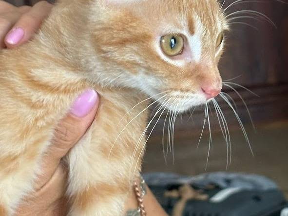Adotta un gatto, femmina, 3 mesi, Palermo