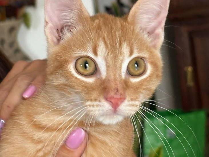 Adotta un gatto, taglia non valida, femmina, Palermo